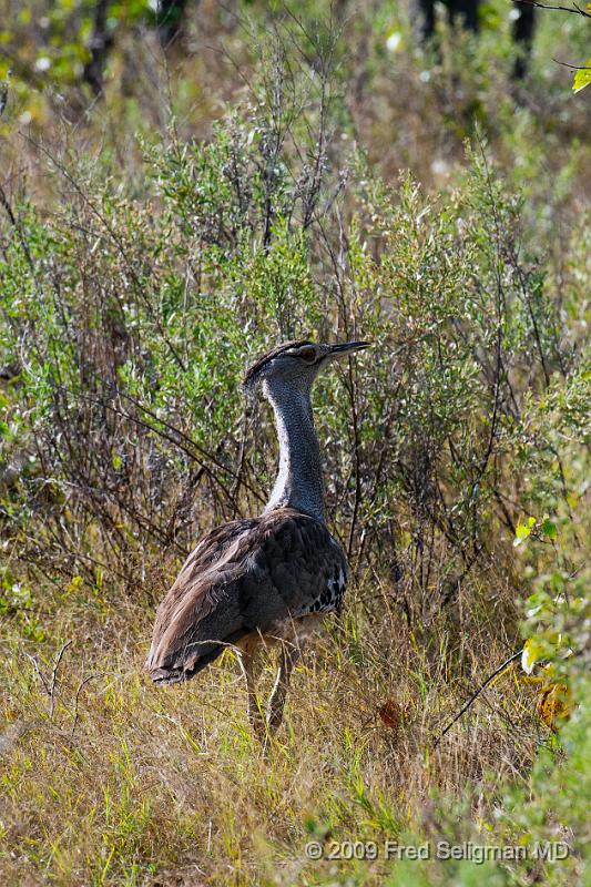 20090615_165323 D300 X1.jpg - Please e-mail me if you know the names of any of these birds